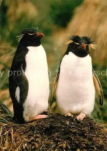 AK / Ansichtskarte Pinguin Kronenpinguin Kat. Tiere