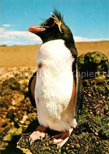 AK / Ansichtskarte Pinguin Felsenpinguin  Kat. Tiere