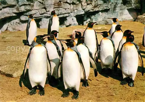 AK / Ansichtskarte Pinguin Koenigspinguine Carl Hagenbecks Tierpark Hamburg Stellingen Kat. Tiere