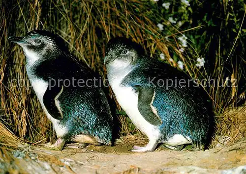 AK / Ansichtskarte Pinguin Fairy Penguines Phillip Island Victoria Australia Kat. Tiere