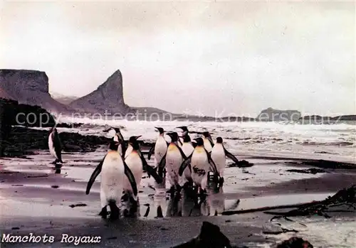 AK / Ansichtskarte Pinguin Kaiserpinguine Taaf Manchots Royaux  Kat. Tiere