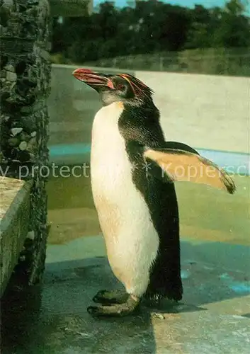 AK / Ansichtskarte Pinguin Goldschopfpinguin Kat. Tiere