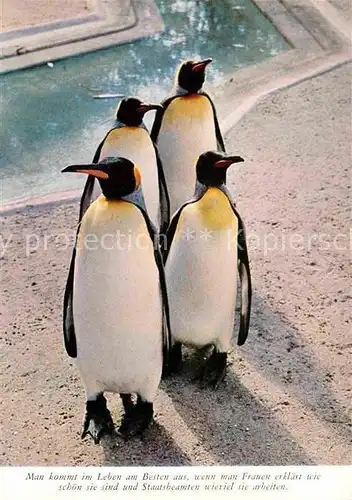AK / Ansichtskarte Pinguin Koenigspinguine King Penguin  Kat. Tiere