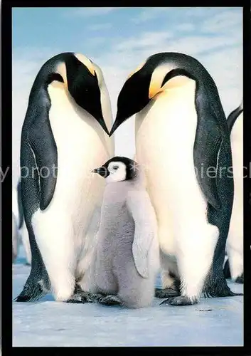 AK / Ansichtskarte Pinguin Kaiserpinguin Emperor Penguins and Chick  Kat. Tiere