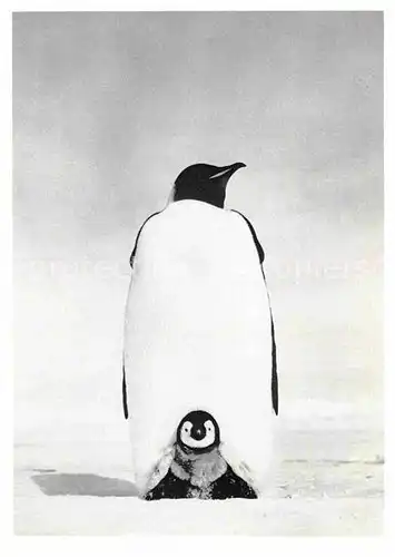 AK / Ansichtskarte Pinguin Kaiserpinguin Emperor Penguin with Chick  Kat. Tiere
