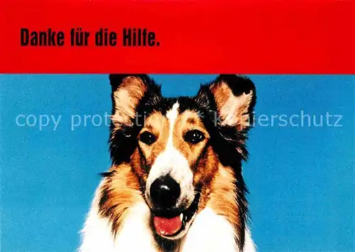 AK / Ansichtskarte Hunde Collie Lassie TV Serie Werbung Bild Zeitung  Kat. Tiere