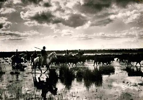 AK / Ansichtskarte Pferde Camargue Engasado  Kat. Tiere