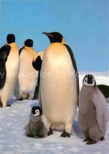 AK / Ansichtskarte Pinguin Kaiser Pinguin mit Jungen  Kat. Tiere