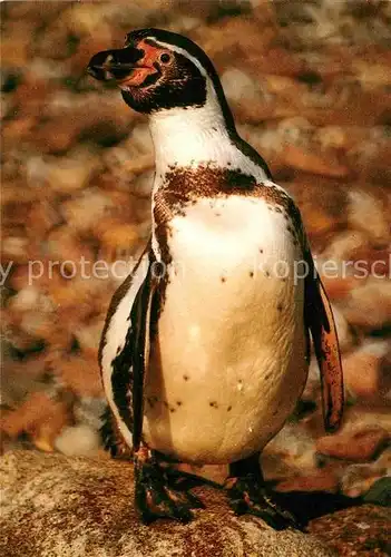 AK / Ansichtskarte Pinguin Humboldtpinguin Vogelpark Walsrode Kat. Tiere