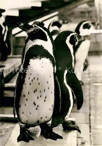 AK / Ansichtskarte Pinguin Humboldtpinguine Zoo Dresden Kat. Tiere