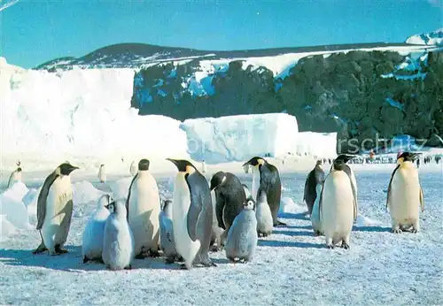 AK / Ansichtskarte Pinguin Kaiserpinguin Antarktis Kat. Tiere