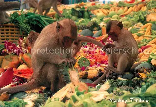 AK / Ansichtskarte Affen Monkey Thailand  Kat. Tiere