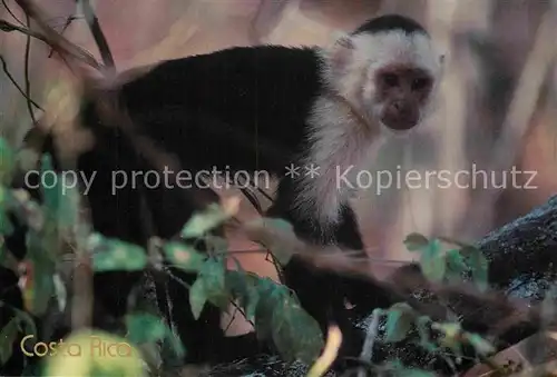 AK / Ansichtskarte Affen Mono Cara Blanca Costa Rica Weissschulterkapuziner Kat. Tiere