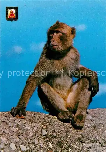 AK / Ansichtskarte Affen Baby Rock Ape Gibraltar  Kat. Tiere