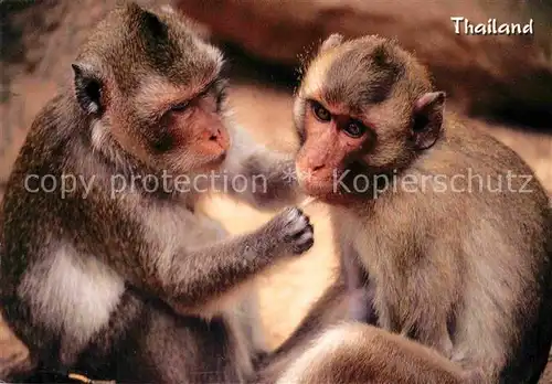 AK / Ansichtskarte Affen Monkeys Thailand  Kat. Tiere