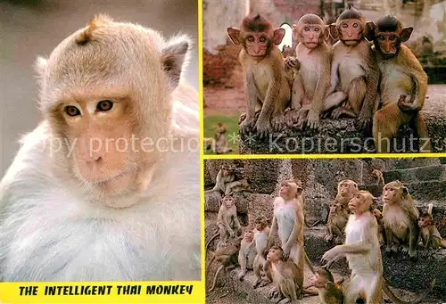 AK / Ansichtskarte Affen Thai Monkey  Kat. Tiere