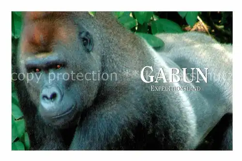 AK / Ansichtskarte Affen Gorilla Gabun Afrika  Kat. Tiere