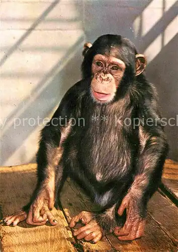 AK / Ansichtskarte Affen Junger Schimpanse  Kat. Tiere