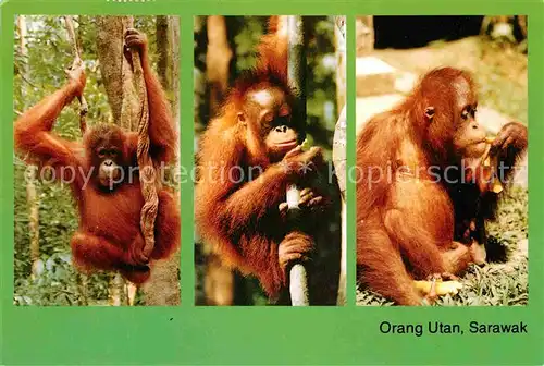 AK / Ansichtskarte Affen Orang Utan Sarawak  Kat. Tiere