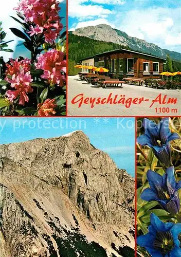 AK / Ansichtskarte Prein Rax Geyschlaeger Alm Preiner Wand Raxalpe Alpenflore Blauer Enzian Kat. Reichenau an der Rax