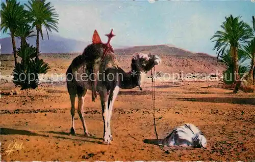 AK / Ansichtskarte Kamele Priere dans le Sahara  Kat. Tiere
