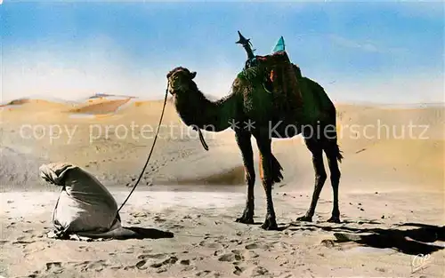 AK / Ansichtskarte Kamele Priere au Desert Kat. Tiere