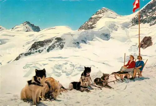 AK / Ansichtskarte Hunde Huskys Schlitten Jungfraujoch  Kat. Tiere