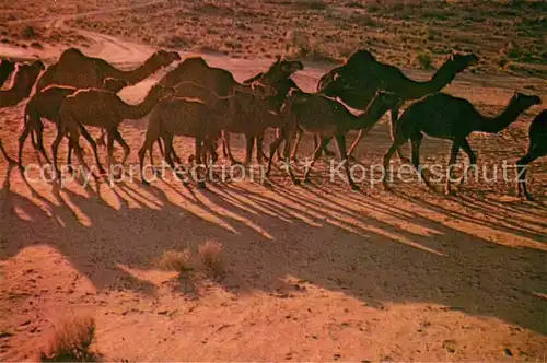 AK / Ansichtskarte Kamele Camel Farm Bikaner Rajasthan  Kat. Tiere