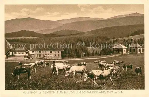 AK / Ansichtskarte Schauinsland Gasthof Pension zur Halde Rinderherde Kat. Oberried