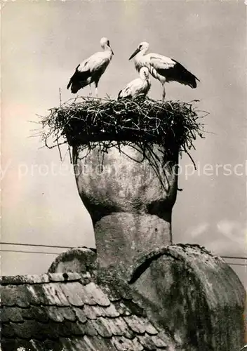 AK / Ansichtskarte Storch Cigognes de Riquewihr Alsace  Kat. Tiere