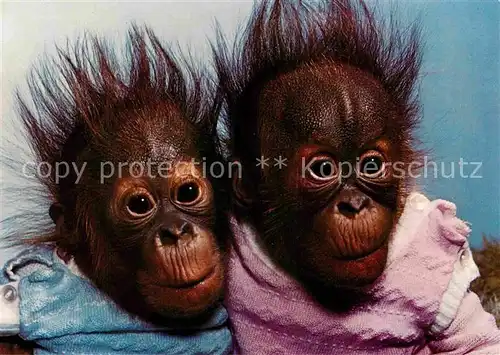 AK / Ansichtskarte Affen Orang Utan Zwillinge Tierpark Hellabrunn  Kat. Tiere