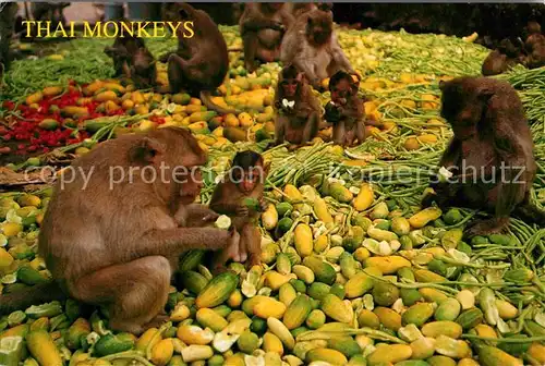 AK / Ansichtskarte Affen Thai Monkeys Thailand  Kat. Tiere