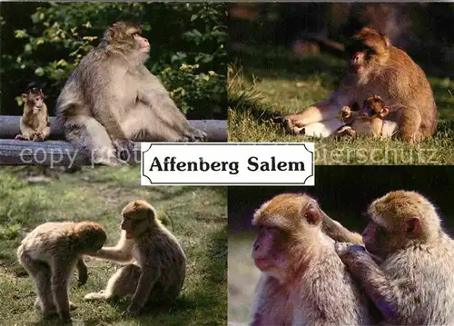 AK / Ansichtskarte Affen Berberaffen Affenberg Salem Bodensee  Kat. Tiere