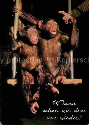 AK / Ansichtskarte Affen Junge Schimpansen Tierpark Duisburg  Kat. Tiere
