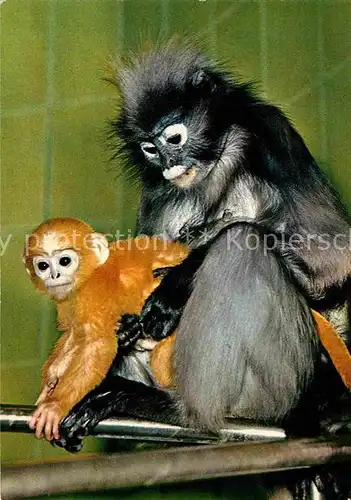 AK / Ansichtskarte Affen Brillenlangur Macaco Presbytis obscurus Kat. Tiere