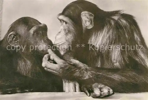 AK / Ansichtskarte Affen Schimpansen Zoo Halle  Kat. Tiere