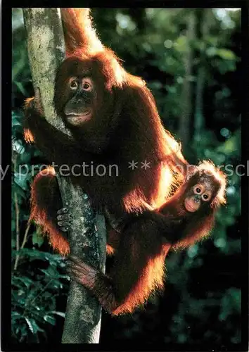 AK / Ansichtskarte Affen Orang Utan and Baby  Kat. Tiere