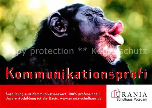 AK / Ansichtskarte Affen Werbung Urania Schulhaus Potsdam Kommunikationswirt  Kat. Tiere
