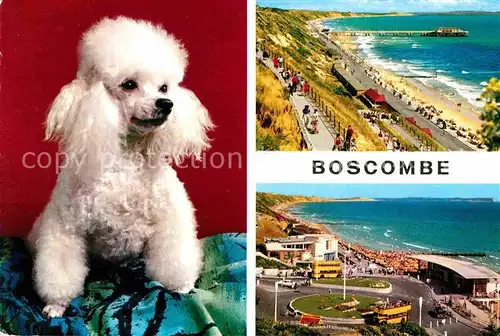 AK / Ansichtskarte Boscombe Bournemouth Promenade and Pier Approach Dog Kat. Bournemouth