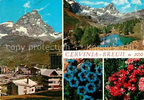 AK / Ansichtskarte Breuil Cervinia Panorama Lago Bleu Alpen Blauer Enzian Alpenflora Kat. Cervinia