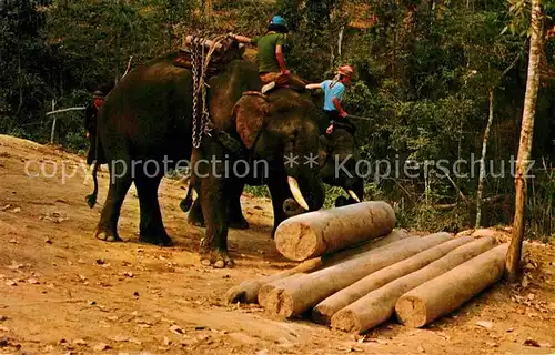 AK / Ansichtskarte Chiengmai Trained Elephants at work in Teak Forests