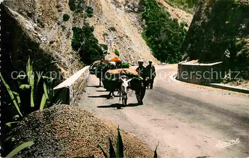 AK / Ansichtskarte Blida Algerien Gorges de la Chiffa Ochsenkarren Kat. Algerien