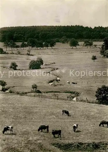 AK / Ansichtskarte Gruenenthal Albersdorf Gieselau Landschaftspanorama Viehweide Kuehe