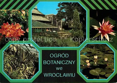 AK / Ansichtskarte Wroclaw Ogrod Botaniczny Uniwersytetu Wroclawskiego Kwiatostan kliwii Kat. Wroclaw Breslau