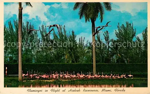AK / Ansichtskarte Flamingo Hialeah Racecourse Miami Florida  Kat. Tiere
