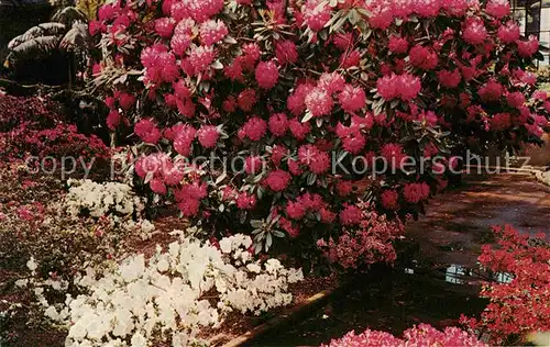 AK / Ansichtskarte Blumen Rhododendron Azalea House Longwood Gardens Kennett Square Kat. Pflanzen