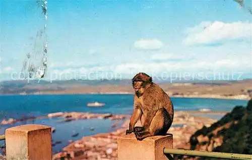 AK / Ansichtskarte Affen Rock Ape Gibraltar  Kat. Tiere