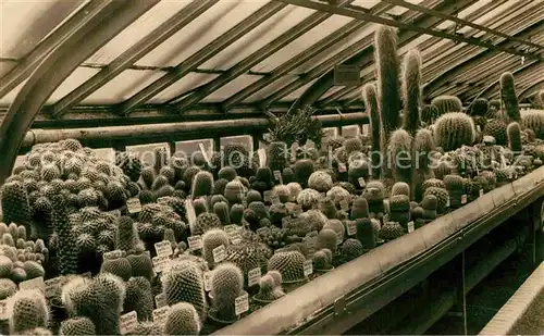 AK / Ansichtskarte Kakteen Botanischer Garten Berlin Dahlem Kakteenhaus  Kat. Pflanzen