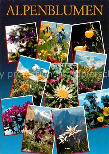 AK / Ansichtskarte Blumen Alpenblumen Edeleweiss Enzian  Kat. Pflanzen