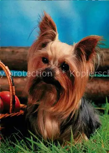 AK / Ansichtskarte Hunde Langhaar Yorkshire Terrier Kat. Tiere